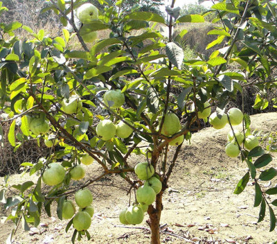 ADITYA GREEN PLANTS AGP Guava Plant(Pack of 1)
