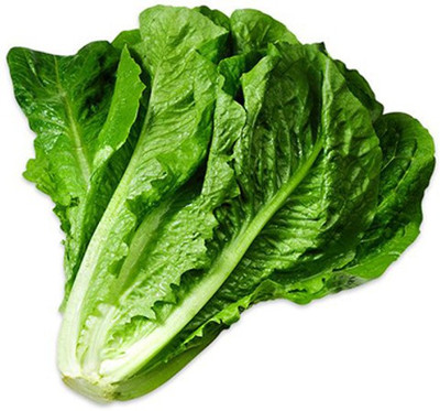 XOLDA Lettuce Romaine Seed(15 per packet)
