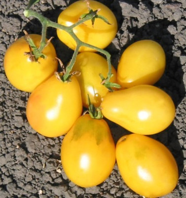Paudha Tomato Plum Yellow Seed(17 per packet)