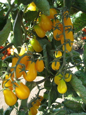 XOLDA Tomato Plum Yellow Imported Seed(30 per packet)