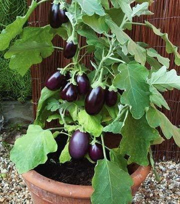 VibeX ® VMR-451 Brinjal Small / Eggplant Seeds Seed(200 per packet)