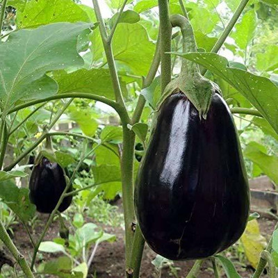 EVY Brinjal seed Seed(1 per packet)