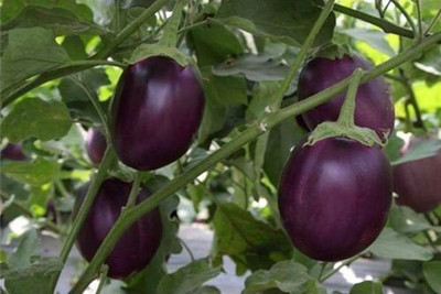 VibeX KGF -54 - ORGANIC F1, HYBRID BRINJAL CHU CHU - (1350 Seeds) Seed(1350 per packet)