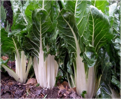 XOLDA Swiss Chard White Imported Seed(40 per packet)