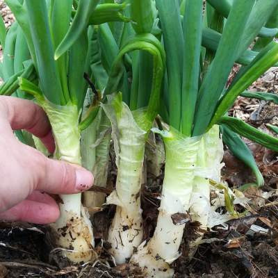 XOLDA Bunching Onion Seed(10 per packet)