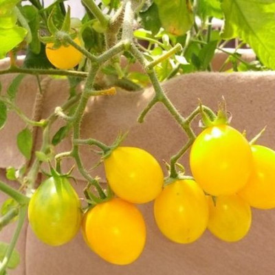 Paudha Tomato Plum Yellow Seed(37 per packet)