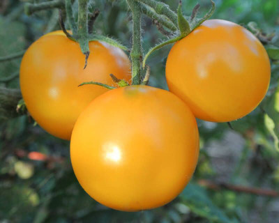 Paudha Tomato Plum Yellow Imported Seed(30 per packet)