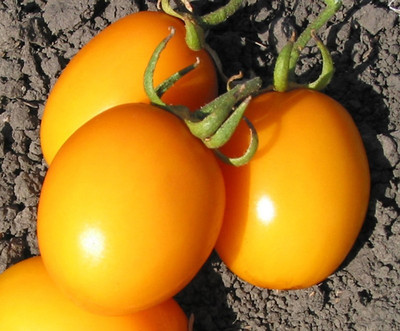 Paudha Tomato Plum Yellow Seed(42 per packet)