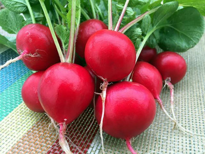 XOLDA Organic Red Round Radish Seed(57 per packet)