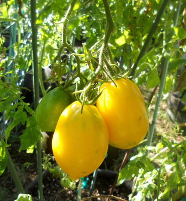 XOLDA Tomato Plum Yellow Imported Seed(35 per packet)