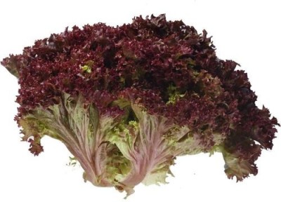 XOLDA Lettuce Red Lollo Rosso Seed(10 per packet)