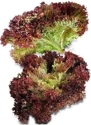 Paudha Lettuce Red Lollo Rosso Seed(25 per packet)