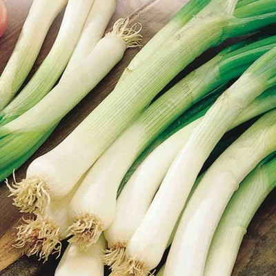 Paudha Bunching Onion Seed(27 per packet)