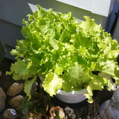 XOLDA Lettuce Grand Rapids Seed(50 per packet)