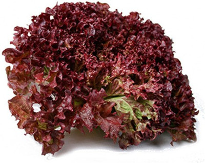 Paudha Lettuce Red Lollo Rosso Seed(25 per packet)