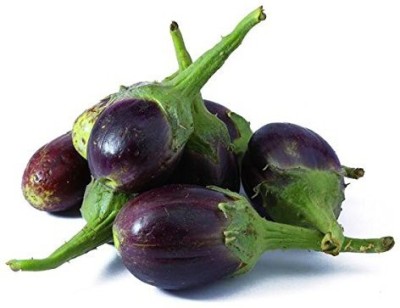 VibeX PAU-79 - Brinjal Cluster Small Eggplant - (150 Seeds) Seed(150 per packet)