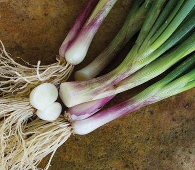 ME Traders Bunching Onion Seed(27 per packet)