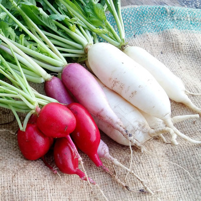 XOLDA Organic Radish Seed(81 per packet)