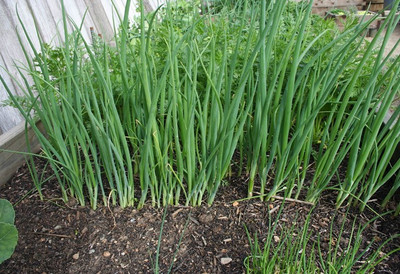XOLDA Bunching Onion Seed(45 per packet)