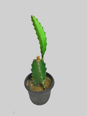 GreenyOn Dragon Tree(Hybrid, Pack of 1)
