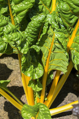 Paudha Swiss Chard Yellow Seed(60 per packet)