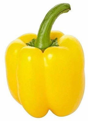CYBEXIS Capsicum Yellow Hybrid Seeds600 Seeds Seed(600 per packet)
