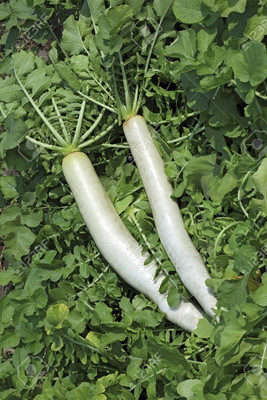 Sjeme Radish Raphanus sativus radish seed Seed(10 per packet)