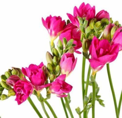 plantogallery Freesia Double Pink Imported Flower Bulbs - Pack of 5 Seed(5 per packet)