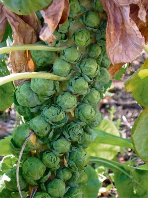 Paudha Brussels Sprouts Seed(35 per packet)