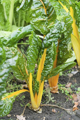 Mozette Swiss Chard Yellow Plant Seed(17 per packet)