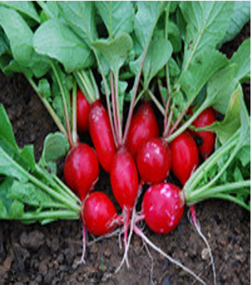 Sjeme Radish Bunny Tail radish seed Seed(175 per packet)