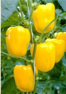 CYBEXIS NDIR-85 - Yellow Shimla Mirch Capsicum - (150 Seeds) Seed(150 per packet)