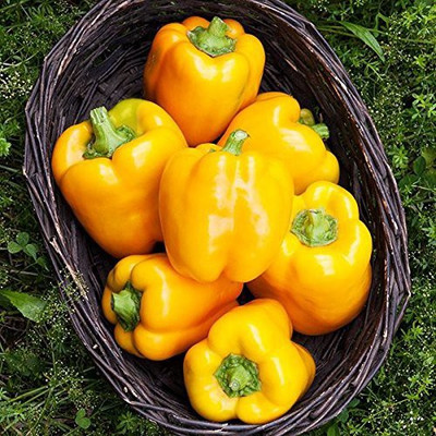 DIVINE CAPSICUM Seed(20 per packet)