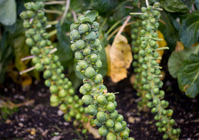 Paudha Brussels Sprouts Seed(40 per packet)