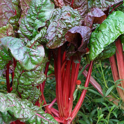 XOLDA Swiss chard red Vegetable Seed(20 per packet)