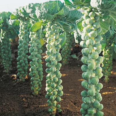 XOLDA Brussel sprouts Seed(23 per packet)