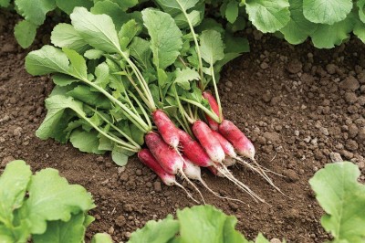 Sjeme Radish French Breakfast radish seed Seed(70 per packet)