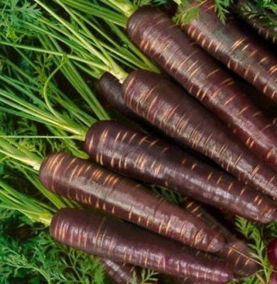 XOLDA Carrot Black Seed(37 per packet)