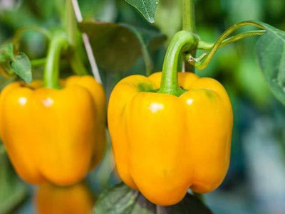 VibeX XLR-40 - Hybrid Yellow Capsicum - (1350 Seeds) Seed(1350 per packet)