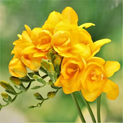 Audbhidhi Freesia (Yellow) Flower Bulbs Plant Seeds for Home Garden Summer Combo Bulb Seed(3 per packet)