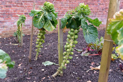 Paudha Brussels Sprouts Seed(35 per packet)