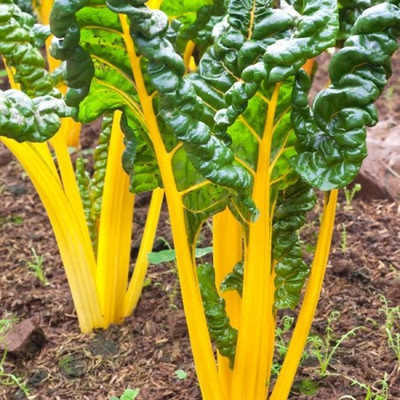 XOLDA Swiss Chard Yellow Seed(23 per packet)