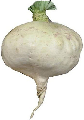 Sjeme Radish Sakurajima Mammoth radish seed Seed(20 per packet)