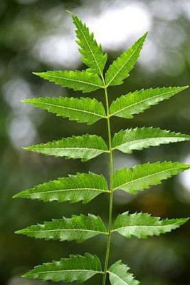 Entacloo Neem Plant(Pack of 1)