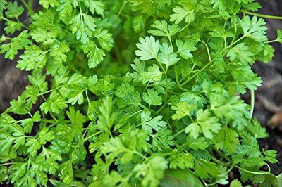 KANAYA dhaniya Seed(20 per packet)