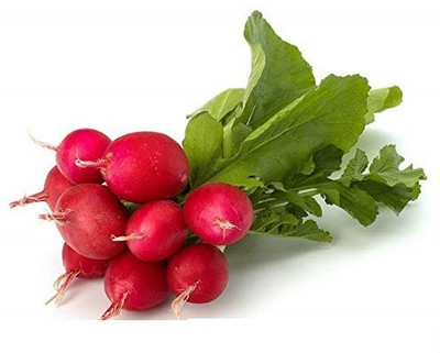 YOUNG STAR RED RADISH Seed(500 per packet)