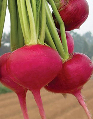 Aywal Gol Red Radish - Long Mooli Hybrid Vegetable Seed(600 per packet)