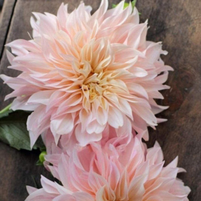 VibeX Dahlia Flower Seed(100 per packet)
