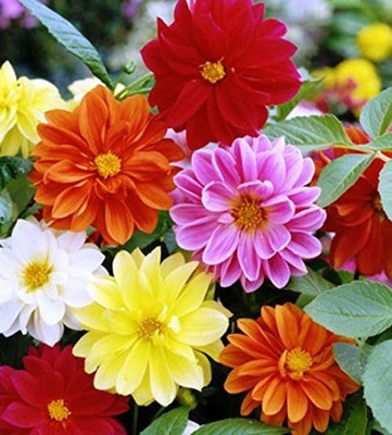 VibeX NBIR-60-Dahlia Dwarf Hybrid Mix 30 seeds Seed(100 per packet)