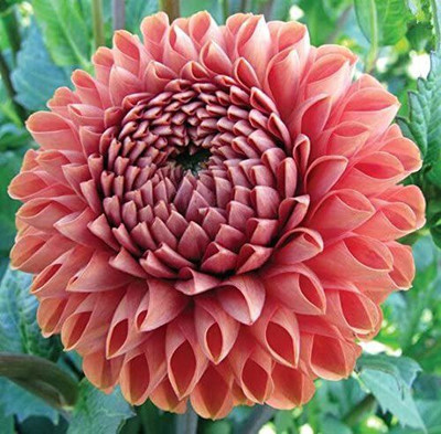 VibeX Dahlia Seed(100 per packet)